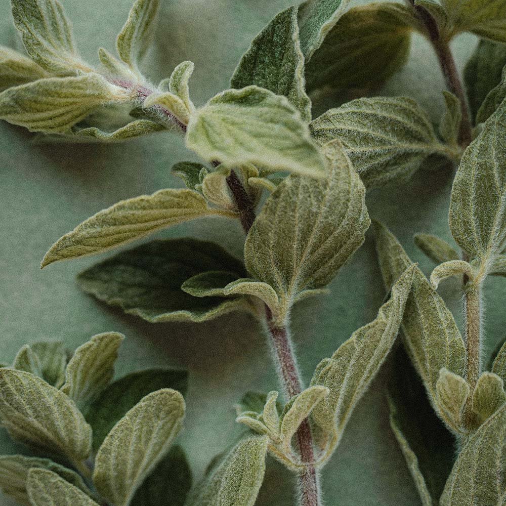 El diseño no se ve: se siente